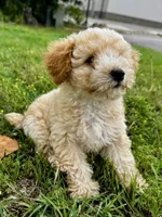 Stanley, a male Poodle - Toy  for sale in Caldwell, KS – 3 of 4