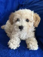 Stanley, a male Poodle - Toy  for sale in Caldwell, KS – 1 of 4