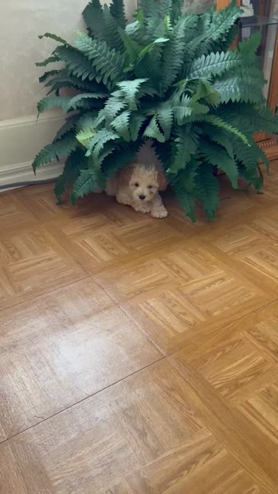Stanley, a male Poodle - Toy  for sale in Caldwell, KS – 4 of 4