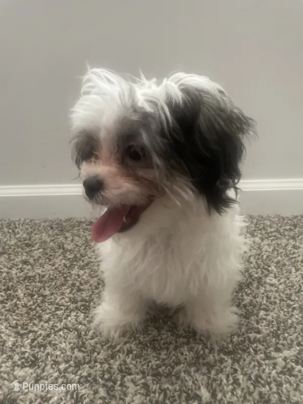 Koko Chanel – Shih Tzu, Yorkshire Terrier puppy for sale in Huntsville, AL