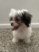 Koko Chanel, a female Shih Tzu and Yorkshire Terrier for sale in Huntsville, AL – 1 of 5