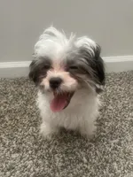 Koko Chanel, a female Shih Tzu and Yorkshire Terrier for sale in Huntsville, AL – 5 of 5