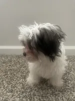 Koko Chanel, a female Shih Tzu and Yorkshire Terrier for sale in Huntsville, AL – 3 of 5