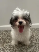 Koko Chanel, a female Shih Tzu and Yorkshire Terrier for sale in Huntsville, AL – 4 of 5