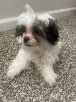 Koko Chanel, a female Shih Tzu and Yorkshire Terrier for sale in Huntsville, AL – 2 of 5