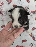 Bear, a male Toy Australian Shepherd for sale in Monett, MO – Photo 1 of 3