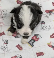 Bear, a male Toy Australian Shepherd for sale in Monett, MO – Photo 2 of 3