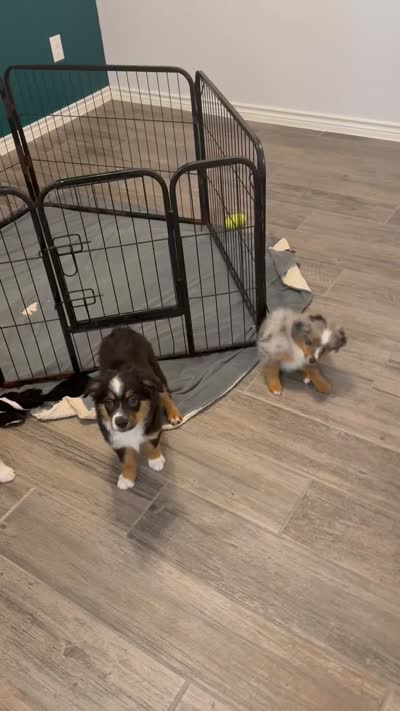 Facility video