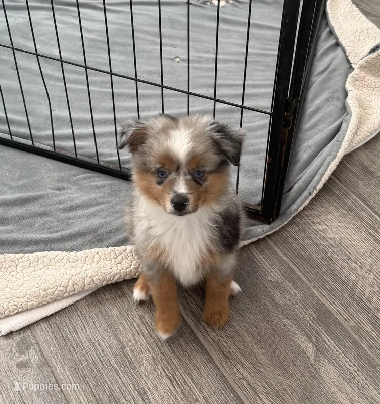 Scout – Toy Australian Shepherd puppy for sale in Justin, TX