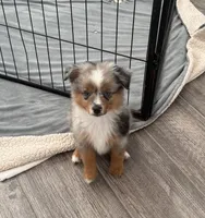 Scout, a male Toy Australian Shepherd for sale in Justin, TX – 1 of 1