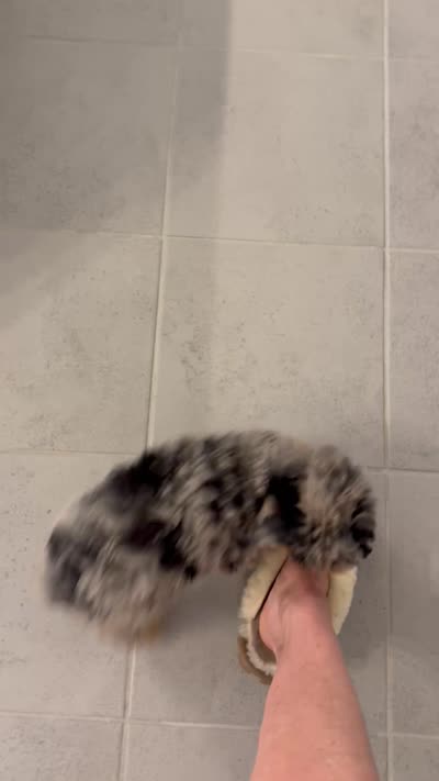 Maverick , a male Toy Australian Shepherd for sale in Justin, TX – 2 of 2