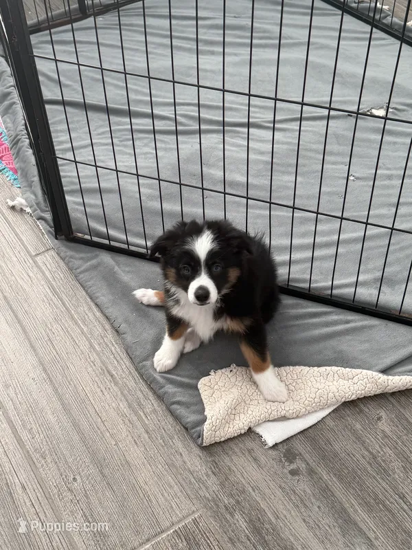 Duke  – Toy Australian Shepherd puppy for sale in Justin, TX