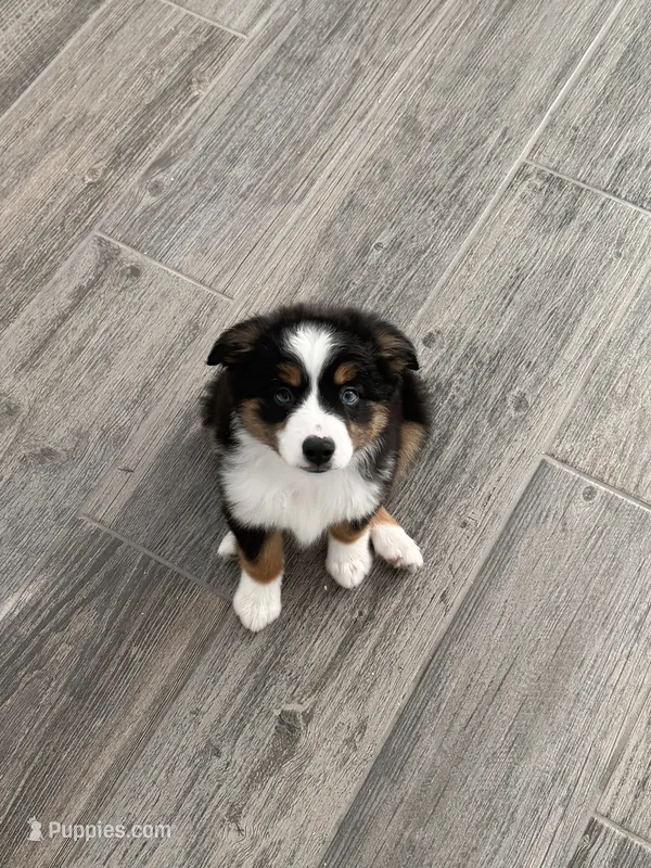 Ranger  – Toy Australian Shepherd puppy for sale in Justin, TX