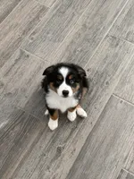 Ranger , a male Toy Australian Shepherd for sale in Justin, TX – 1 of 2