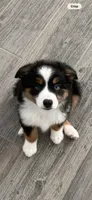 Ranger , a male Toy Australian Shepherd for sale in Justin, TX – 2 of 2