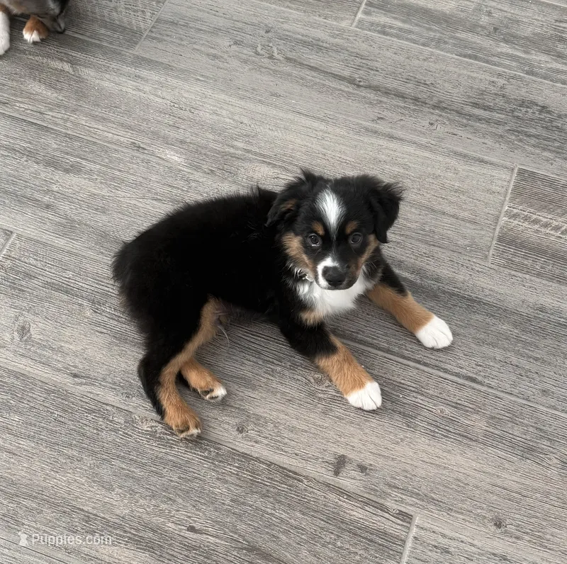 Maverick  – Toy Australian Shepherd puppy for sale in Justin, TX