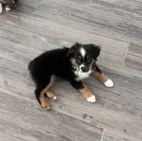Maverick , a male Toy Australian Shepherd for sale in Justin, TX – 1 of 2