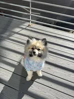 Paris, a male Pomeranian for sale in Denver, CO – 4 of 6