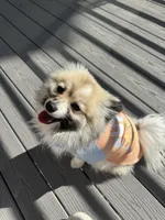 Paris, a male Pomeranian for sale in Denver, CO – 3 of 6