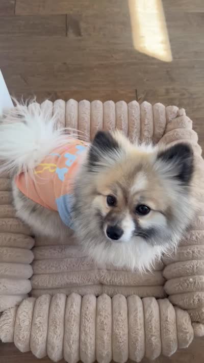 Paris, a male Pomeranian for sale in Denver, CO – 6 of 6