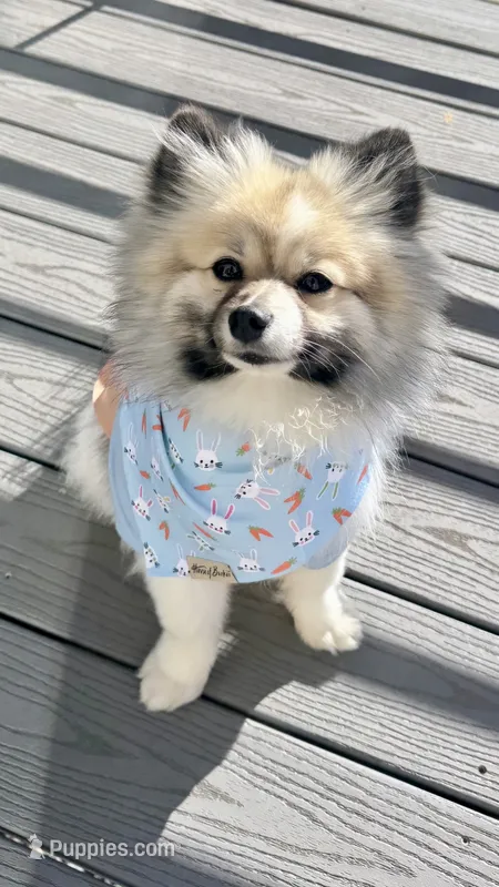Paris – Pomeranian puppy for sale in Denver, CO