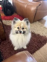 Paris, a male Pomeranian for sale in Denver, CO – 5 of 6
