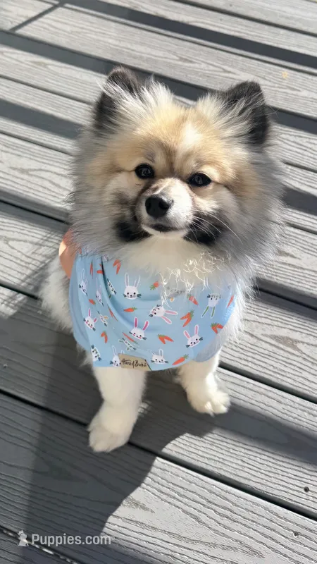 Paris – Pomeranian puppy for sale in Denver, CO