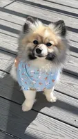 Paris, a male Pomeranian for sale in Denver, CO – 1 of 6