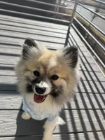 Paris, a male Pomeranian for sale in Denver, CO – 2 of 6