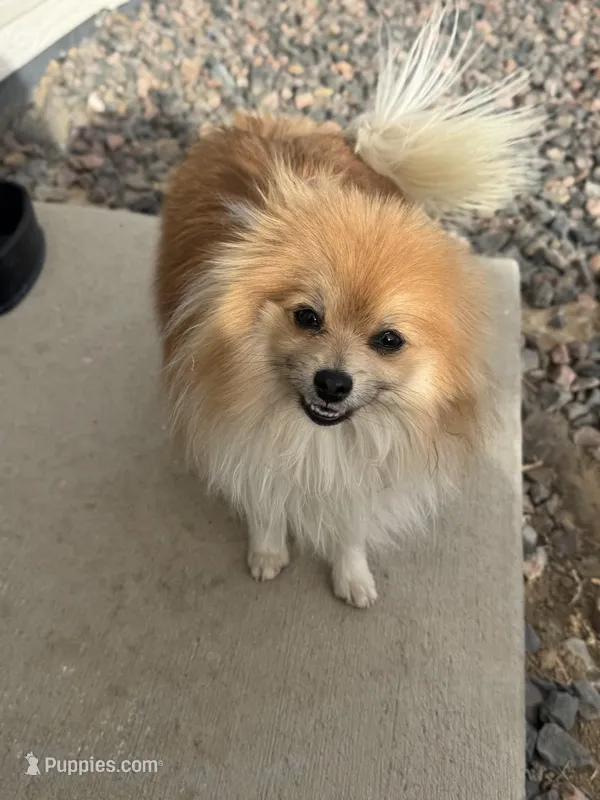 London  – Pomeranian puppy for sale in Denver, CO