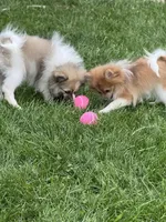 London , a female Pomeranian for sale in Denver, CO – Photo 3 of 4