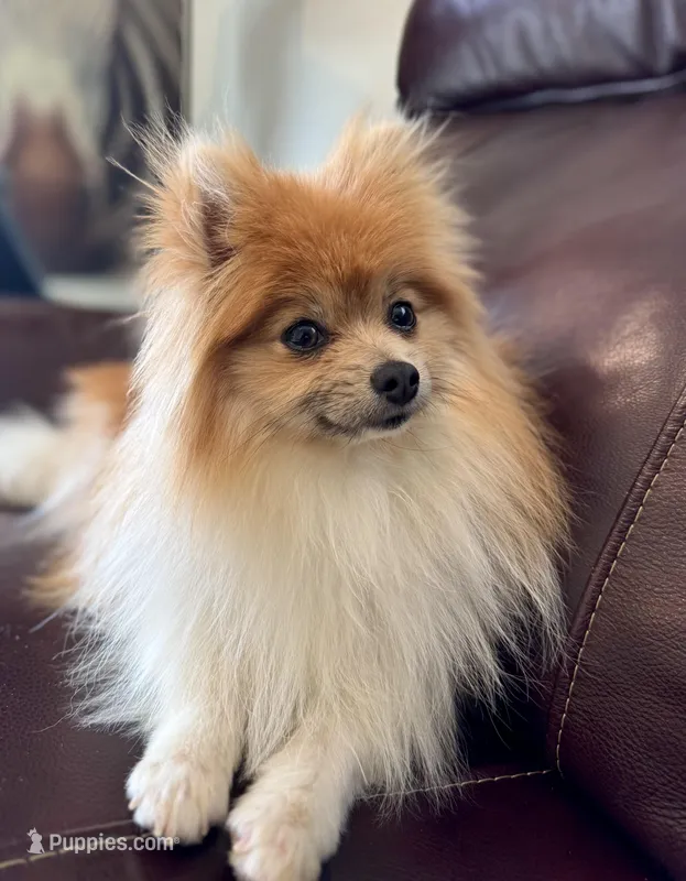 London  – Pomeranian puppy for sale in Denver, CO