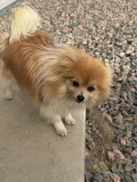 London , a female Pomeranian for sale in Denver, CO – Photo 2 of 4