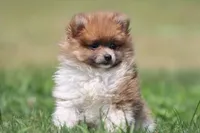 London , a female Pomeranian for sale in Denver, CO – Photo 4 of 4