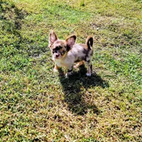Scout, a male Chihuahua for sale in Martinsville, VA – Photo 2 of 5