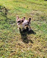 Scout, a male Chihuahua for sale in Martinsville, VA – Photo 2 of 5