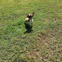 Scout, a male Chihuahua for sale in Martinsville, VA – Photo 3 of 5