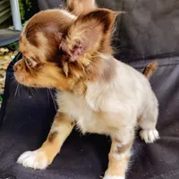 Scout, a male Chihuahua for sale in Martinsville, VA – Photo 5 of 5