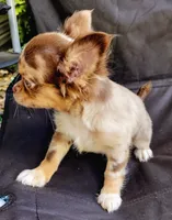 Scout, a male Chihuahua for sale in Martinsville, VA – Photo 5 of 5