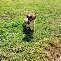 Scout, a male Chihuahua for sale in Martinsville, VA – Photo 4 of 5