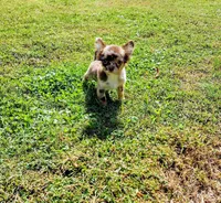 Scout, a male Chihuahua for sale in Martinsville, VA – Photo 4 of 5