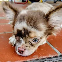Scout, a male Chihuahua for sale in Martinsville, VA – Photo 1 of 5