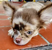 Scout, a male Chihuahua for sale in Martinsville, VA – Photo 1 of 5