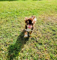 Dino, a male Chihuahua for sale in Martinsville, VA – Photo 3 of 3