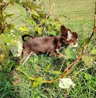 Dino, a male Chihuahua for sale in Martinsville, VA – Photo 2 of 3