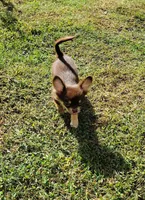 Mr. Handsome, a male Chihuahua for sale in Martinsville, VA – Photo 5 of 5