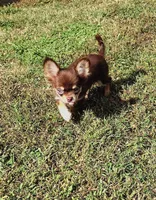 Mr. Handsome, a male Chihuahua for sale in Martinsville, VA – Photo 3 of 5