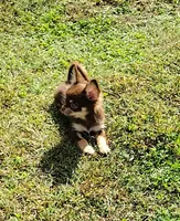 Mr. Handsome, a male Chihuahua for sale in Martinsville, VA – Photo 2 of 5