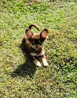 Mr. Handsome, a male Chihuahua for sale in Martinsville, VA – Photo 1 of 5