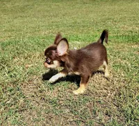 Mr. Handsome, a male Chihuahua for sale in Martinsville, VA – Photo 4 of 5